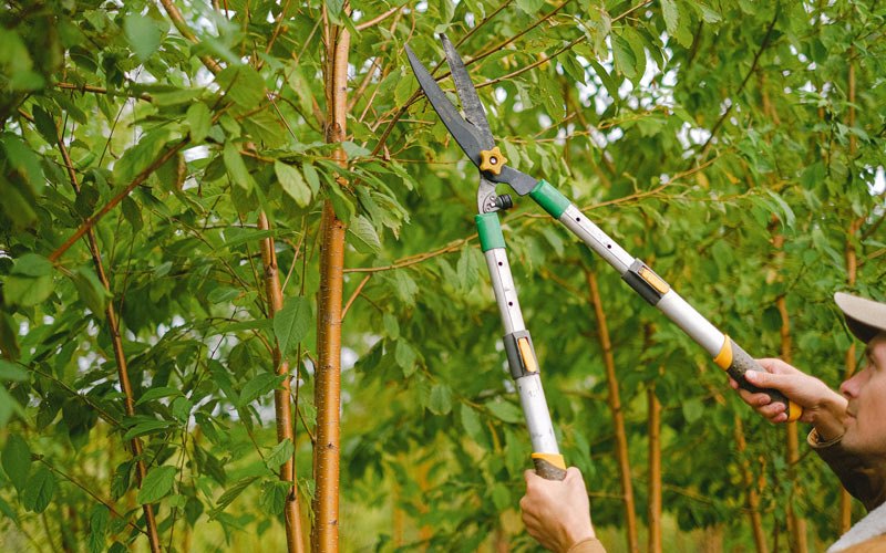 Tree trimming in Summers, AR
